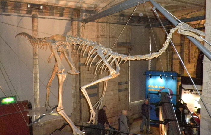 Esqueleto de un dinosaurio en el Museo de Historia Natural Londres