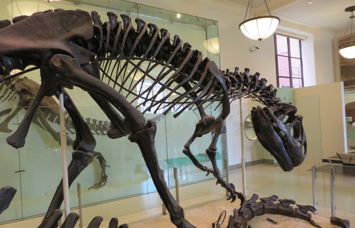 Esqueleto de dinosaurio en el Museo Americano de Historia Natural