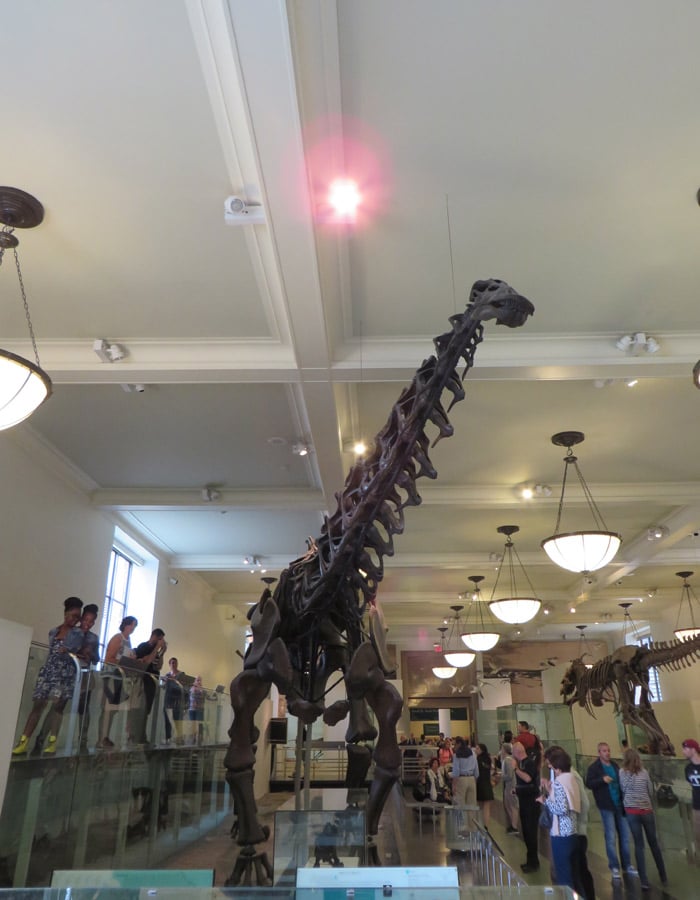 Otro esqueleto de dinosaurio en el Museo Americano de Historia Natural