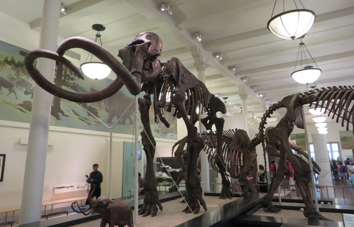 Esqueleto de mamut en el Museo Americano de Historia Natural