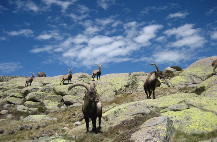 Grupo de cabras Laguna Grande de Gredos