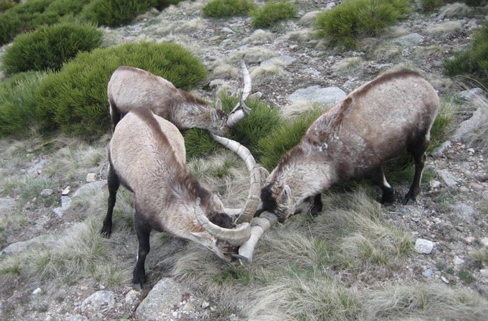 Pelea de cabras monteses Laguna Grande de Gredos