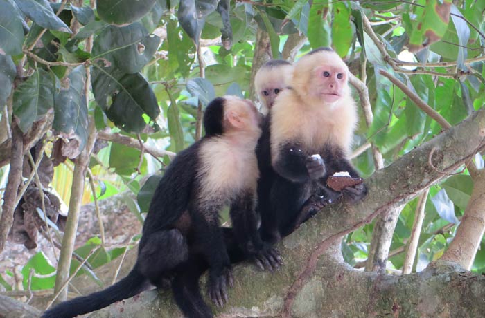 Monos capuchinos en el Parque Nacional de Manuel Antonio Costa Rica por libre
