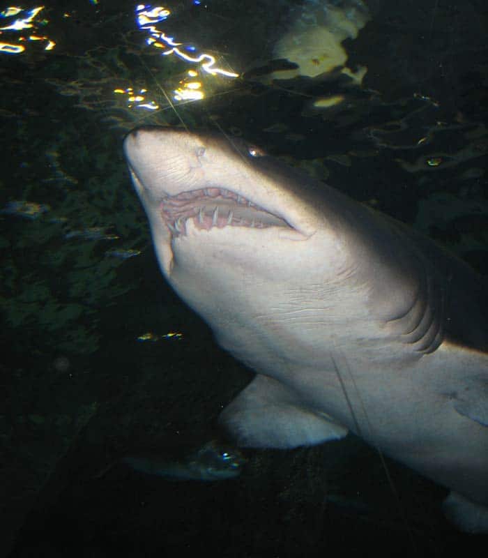 Otro de los tiburones del Acuario qué ver en Melbourne