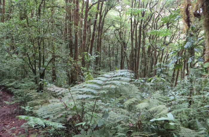 Grandes helechos del bosque nuboso qué hacer en Monteverde