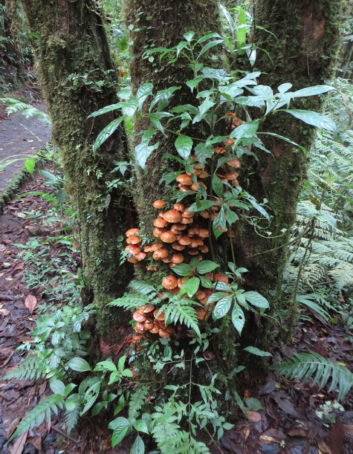 Hongos en un árbol del bosque nuboso qué hacer en Monteverde