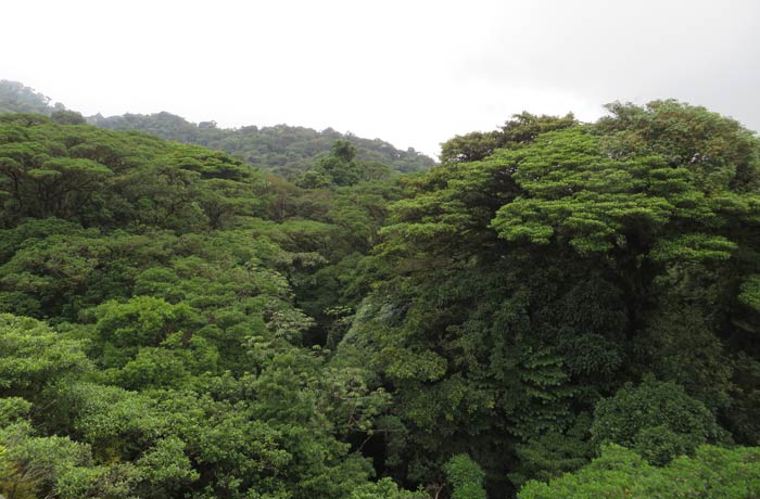 Vegetación del bosque nuboso de Santa Elena qué hacer en Monteverde