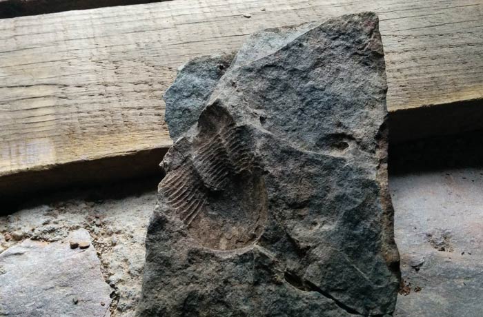 Uno de los fósiles que se puede ver Penha Garcia