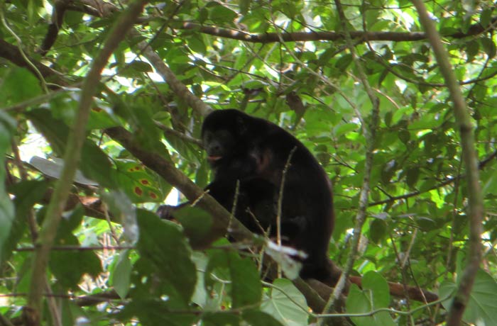 Mono aullador en los alrededores de la catarata La Fortuna