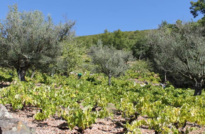 Campo de vides y olivos cerca de Santibáñez de la Sierra senderismo en Salamanca Miradores de las Sierras