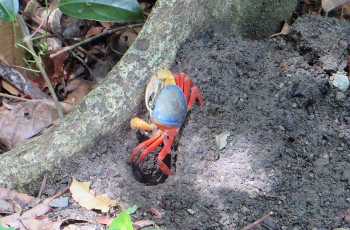Uno de los coloridos cangrejos que se pueden ver Parque Nacional Manuel Antonio