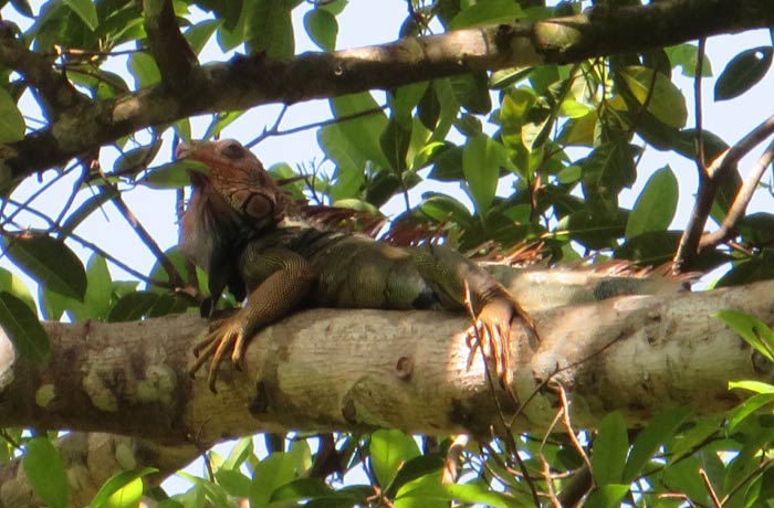 Una gran iguana Parque Nacional Manuel Antonio