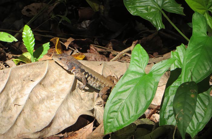 Un pequeño lagarto Parque Nacional Manuel Antonio
