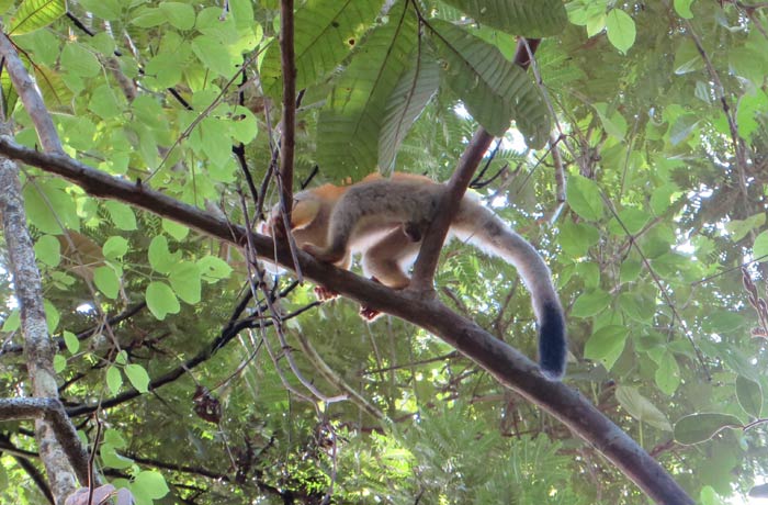 Los escurridizos monos araña Parque Nacional Manuel Antonio