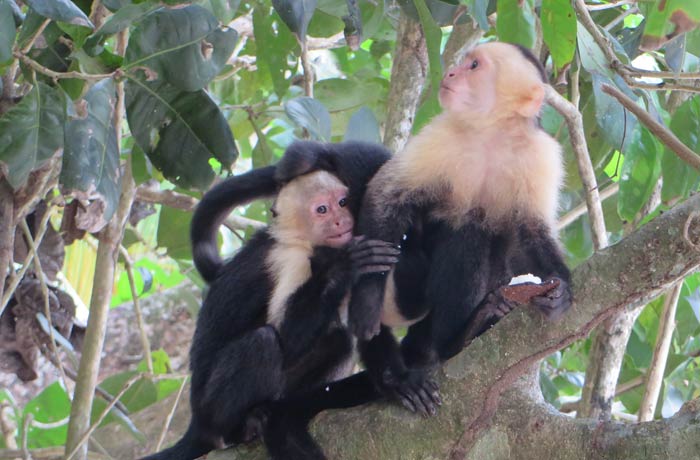 Varios monos capuchinos en un árbol Parque Nacional Manuel Antonio