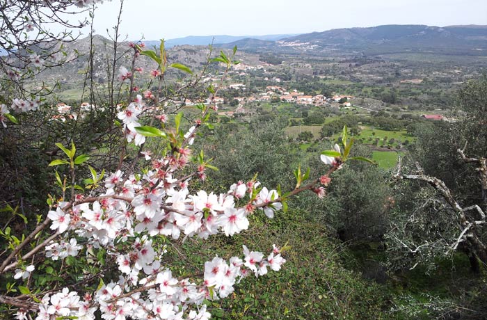 Almendro en flor y entorno de Monsanto Portugal