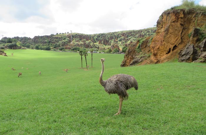 Las avestruces comparten uno de los recintos más grandes del parque junto a las jirafas, elands, ñu azul y antílopes sable zoo de cabárceno