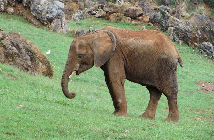 Un pequeño elefante zoo de cabárceno