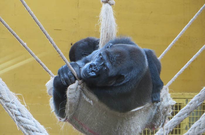 Un gorila descansado un rato zoo de cabárceno