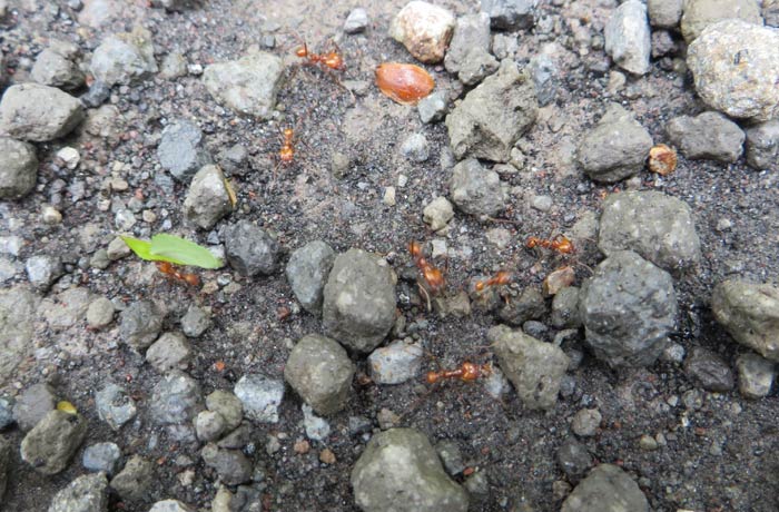 Hormigas rojas gigantes Volcán Arenal