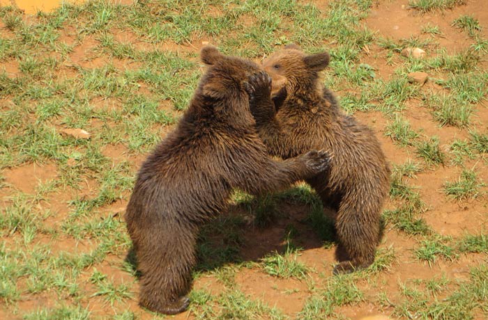 Dos pequeños osos pardos jugando en su recinto zoo de cabárceno
