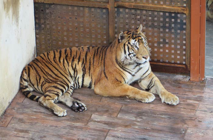El siempre espectacular tigre zoo de cabárceno