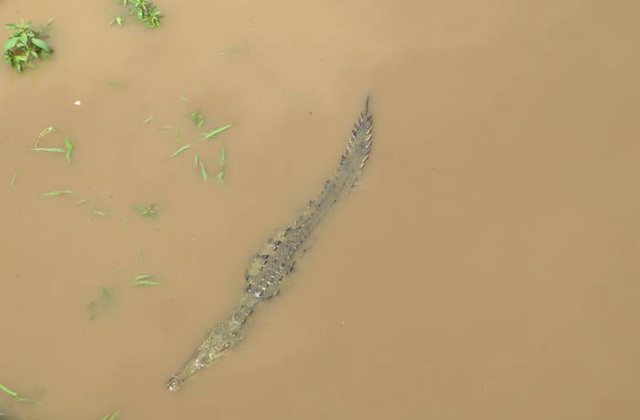 Cocodrilo en el agua del río Tárcoles