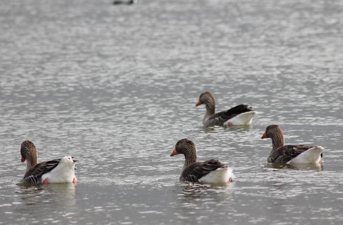 Grupo de gansos en el agua mejor época para visitar las Lagunas de Villafáfila