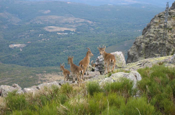 Un pequeño grupo de cabras montesas Peña de Francia