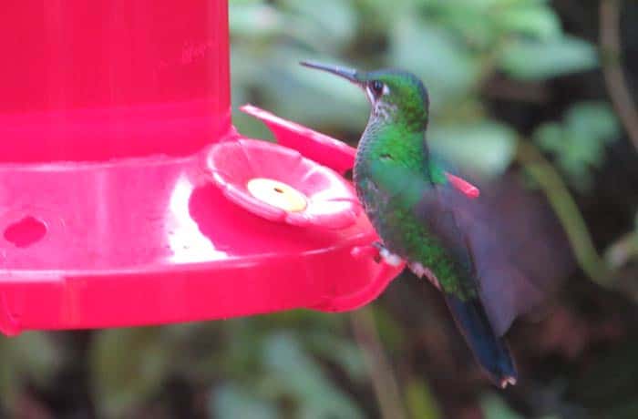Un colibrí
