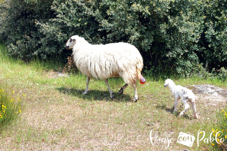 La oveja tras parir a su cordero
