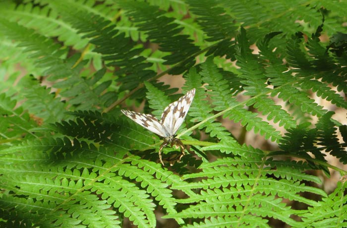 Mariposa posada en un helecho Cascada de Sotillo