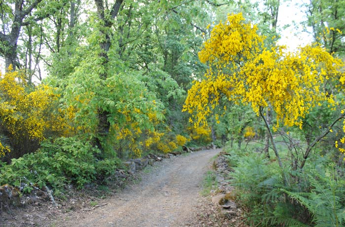 Tras dejar Sabugal, el sendero se introduce en la vegetación donde destaca el amarillo de las escobas