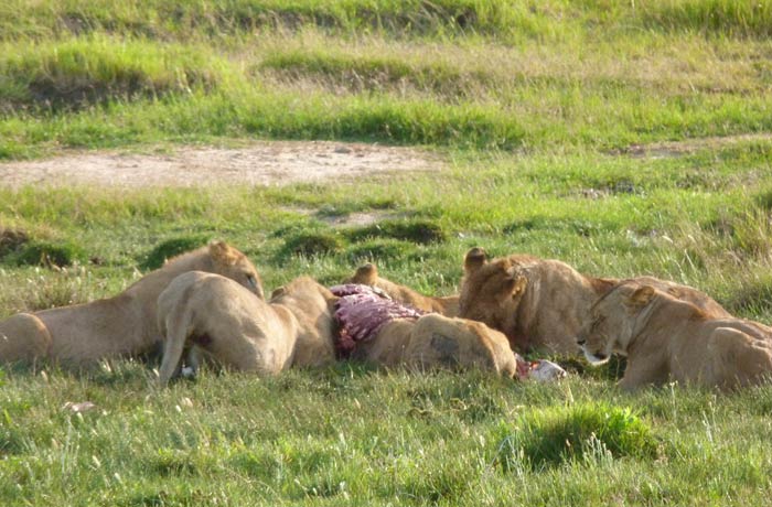 Los leones, en plena actividad por la mañana, desayunan el costillar de una cebra tribu Masái Kenia