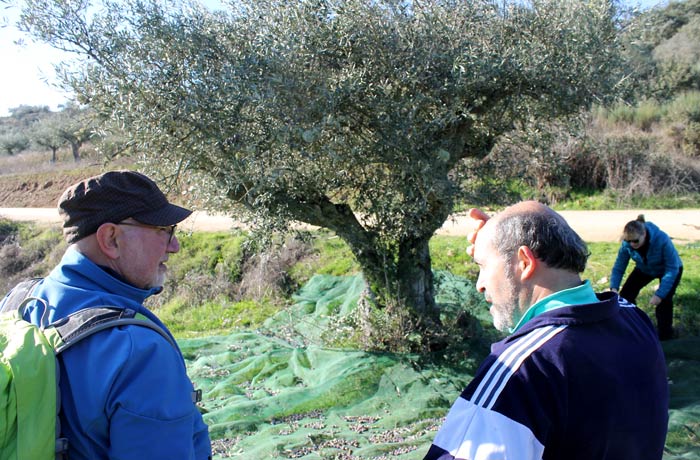 Abilio (elliodeabi.com) y Manolo, de la Posada de los Aceiteros, ante el olivo que varemos