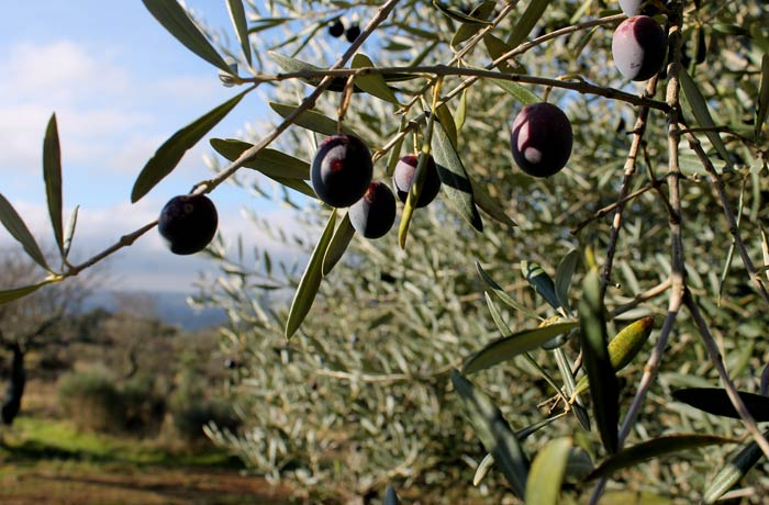 Aceitunas en un olivo de camino a las Arribes del Águeda