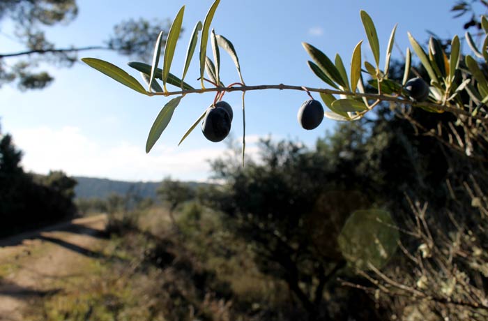 Aceitunas de un olivo de Ahigal de los Aceiteros