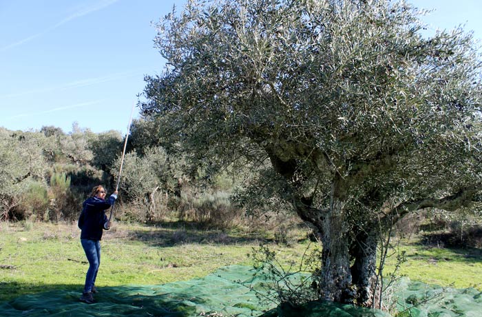 Estefanía vareando un olivo