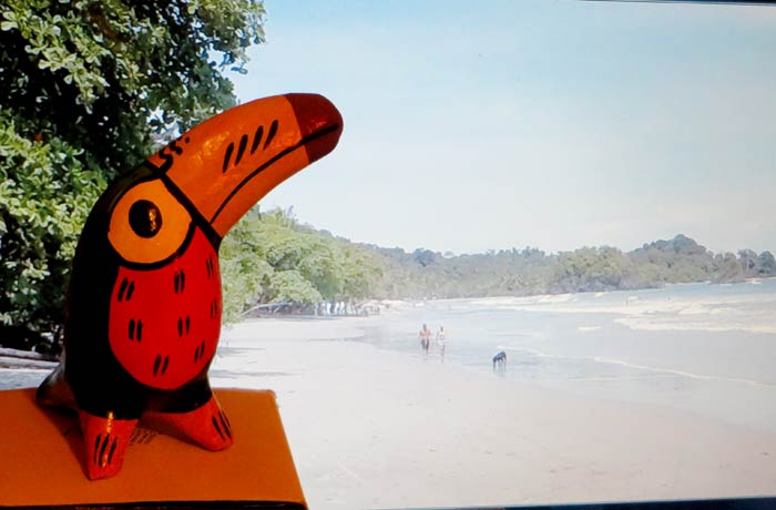 Tucán que silba con la playa de Espadilla de Costa Rica de fondo souvenirs del mundo