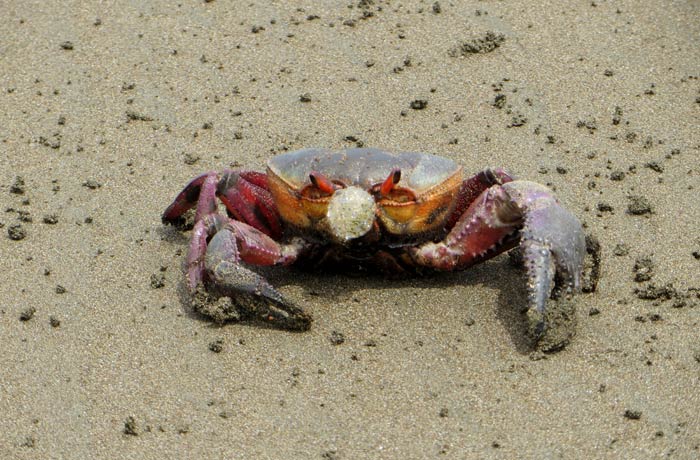 Un cangrejo, en la orilla de la playa Marino Ballena
