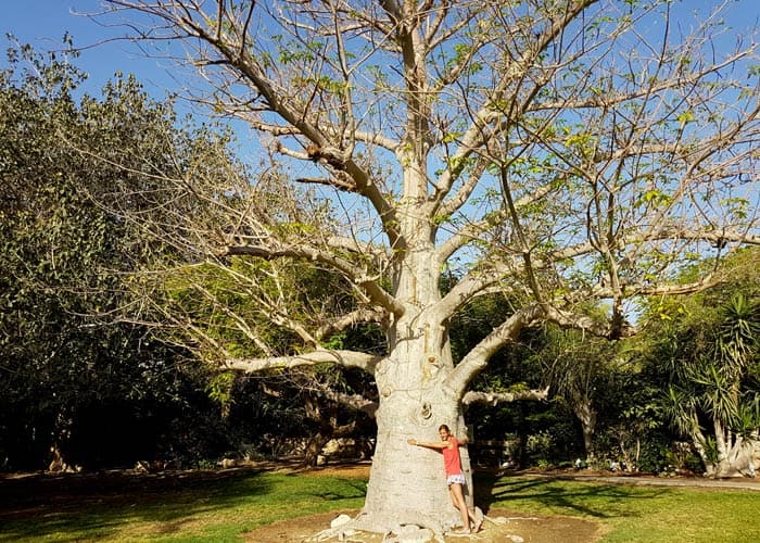 Baobab en Ein Gedi Israel por libre