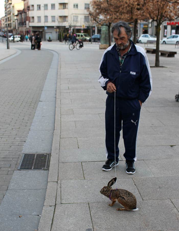 Un hombre paseando por Astorga a una peculiar mascota, una liebre