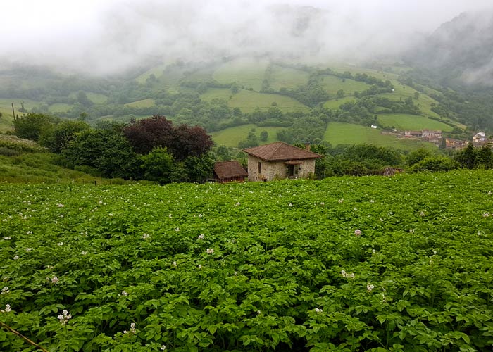 Espectacular paisaje verde en el entorno de Pedroveya ruta de las Xanas