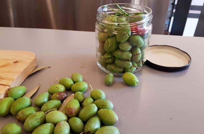 Taller de 'olives trencades' de la mano de Més Cultura en la cooperativa Sant Bartomeu de Sóller