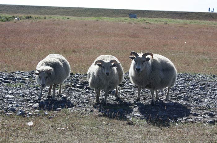 Trío de ovejas Islandia por libre