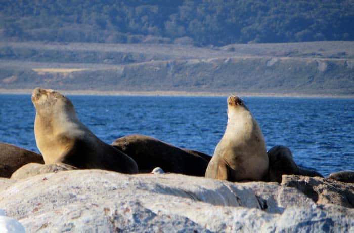 Leones marinos durante a navegación por el canal Beagle en Ushuaia Argentina por libre