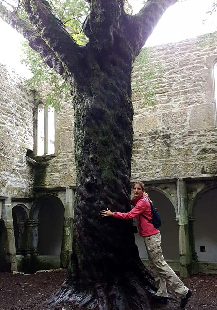 Tejo en el claustro de la abadía de Muckross Anillo de Kerry