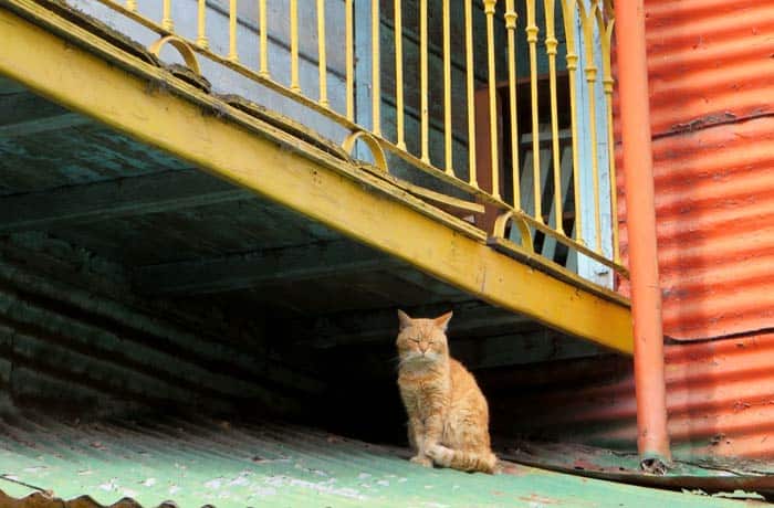 Un gato en una de las casas de Caminito visitar La Boca