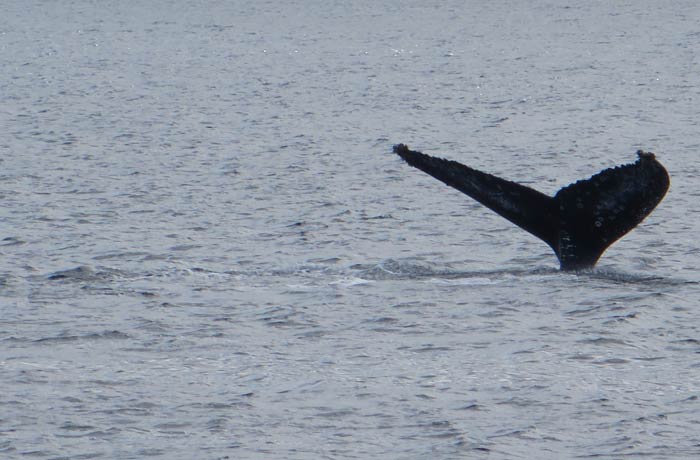 Cola de ballena común que captamos durante el avistamiento viajar a las Azores por libre