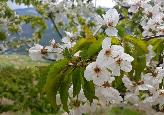 La flor de los cerezos del Jerte
